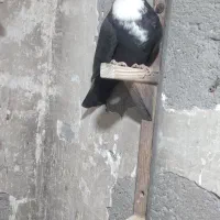 سیاه ماده کلایی