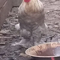 خروس امپراطور
