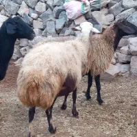 میش ابستن