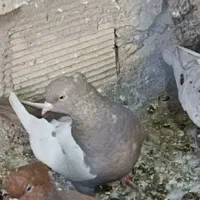 تعدادی ماده قشنگ و هوایی|پرنده|دورود, |دیوار