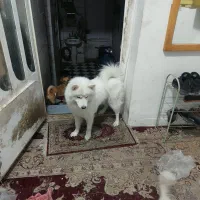 سگ سومویید ماده