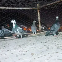 کفتر پلاکی|پرنده|شیراز, شهدای شهرک سعدی|دیوار