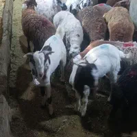گوسفندزنده بهداشتی  قدس