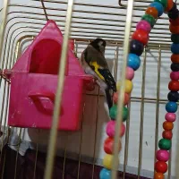 سهره نر معاوضه بلدرچین