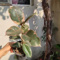 فیکوس لیتارا برگ پهن|گل و گیاه طبیعی|ارومیه, |دیوار