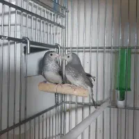 فنچ ستاره ای|پرنده|ری, تقی آباد|دیوار