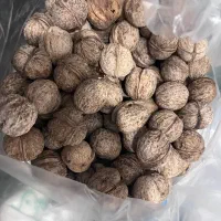 گردو تازه بوانات