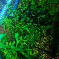 اکواریوم ۸۰سانت در ۴۵ ارتفا ۴۵ فول پلنت و ماهی|ماهی|نقده, |دیوار