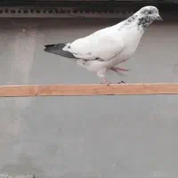 کفتر|پرنده|پردیس, فاز ۲|دیوار