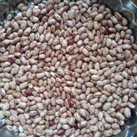 لوبیا چیتی
