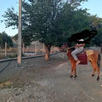 اسب|اسب و تجهیزات اسب‌سواری|ملک‌آباد, |دیوار