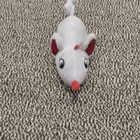 عروسک|اسباببازی|قم, شاه سید علی|دیوار