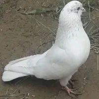 فروش ی بوم کفتر کاشانی تهرانی|پرنده|دهق, |دیوار