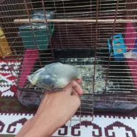 فروش طوطی برزیلی دستی|پرنده|میانه, |دیوار