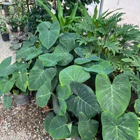 فروش ویژه انواع گل و گیاه در گلخانه یوکا|گل و گیاه طبیعی|بندر انزلی, نامجو|دیوار