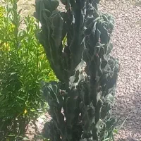 کاکتوس سخره ای