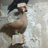 زرد کرمانی کاکولی نر جوانه ۱۵۰۰