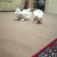 کبوتر دم چتری دوکت امریکایی