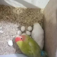 طوطی برزیلی|پرنده|رشت, کوی مهر|دیوار