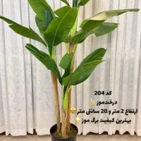 فروش و پخش، انواع درختچه های وارداتی درجه یک