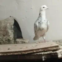 کفتر شازده هفت رنگ جون به شرط پرش کفتر بوم