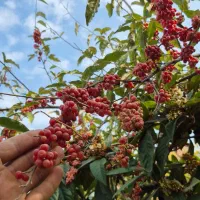 فروش نهال های استوایی|خدمات باغبانی و درختکاری|ساری, |دیوار