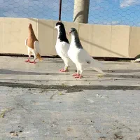 همه اس تکی کلی در خدمتم