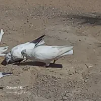 فروش‌کبوتر|پرنده|فین, |دیوار