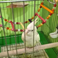 عروس هلندی سالم وسرحال|پرنده|اسلامشهر, شاطره|دیوار