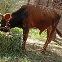 گاو
