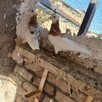 کفتر صید|پرنده|مشهد, کارمندان دوم|دیوار