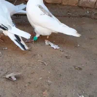 کفتر پرشی|پرنده|بیرجند, |دیوار