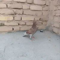 کفتر پلاکی معامله با پرشی