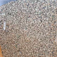 لوبیا|عمدهفروشی|دره شهر, |دیوار