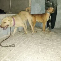 فروش ماده پژدر شکم پر