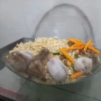 همستر مینیاتوری|موش و خرگوش|مشهد, منزل آباد|دیوار