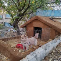 این سگ در شهرک صنعتی شهرکرد روز شنبه گم شده