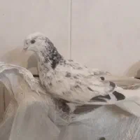 کبوتر مفلق پرشی پشدار نشوندار گرفتنی|پرنده|خمینیشهر, |دیوار