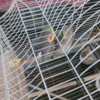 عروس هلندی نر و ماده|پرنده|تهران, انبار نفت|دیوار