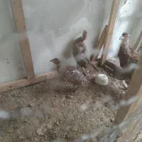 مرغ و خروس|حیوانات مزرعه|رشت, کوی قدس|دیوار