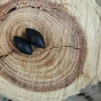 مهره سیاه باکیف وحرز