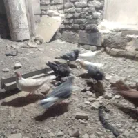 ۱۳عدد کبوتر شهرستان ته توری
