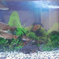 حراج ماهی|ماهی|قیامدشت - خاورشهر, |دیوار