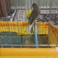 قناری ماده|پرنده|بروجرد, |دیوار