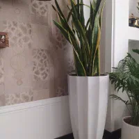 سانسوریا و زاموفیلیا