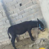 الاغ|حیوانات مزرعه|شیروان (خراسان), |دیوار