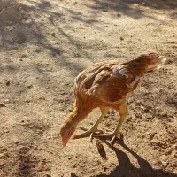 جوجه لاری|حیوانات مزرعه|باوله, |دیوار