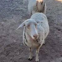 ۲راس،میش لاکن