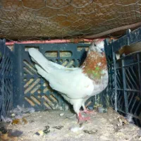 تکی و یک جا به فروش میرسند|پرنده|هندمینی, |دیوار