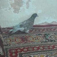 ۳۰۰۰۰۰